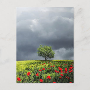 Cartão Postal Poppy Field e Cloudy Sky