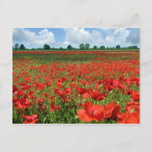 Cartão Postal Poppy Fields