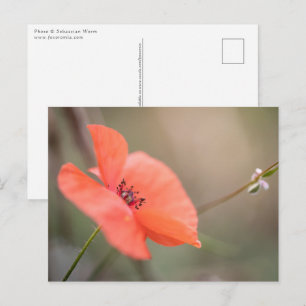 Cartão Postal Poppy Nature Photo