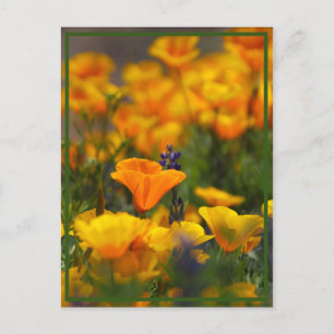 Cartão Postal Poppy oculto