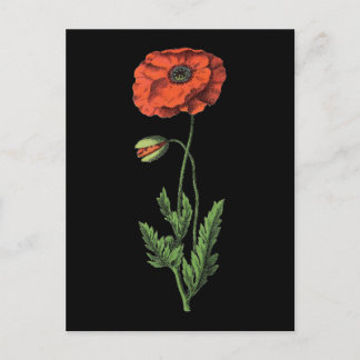 Cartão Postal Popy red vintage art