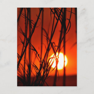 Cartão Postal Pôr do sol atrás do bambu