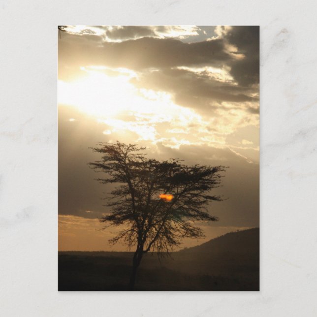 Cartão Postal pôr do sol da árvore (Frente)