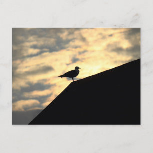 Cartão Postal Pôr do Sol da Gaivota