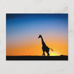 Cartão Postal Pôr do sol das girafas
