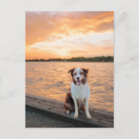 Pôr do sol do lago com cais e Border Collie vermel