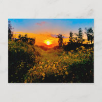 Por do sol flores selvagens amarelas de Burbank,