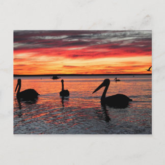 Cartão Postal Pôr do sol no macaco Mia