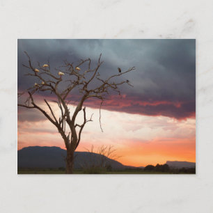Cartão Postal Pôr do sol no pântano de Kandheri com colhereiros 