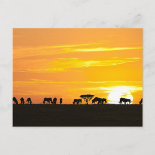 Cartão Postal Pôr do sol no Serengeti