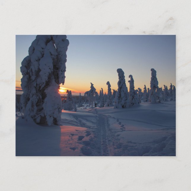 Cartão Postal Pôr do sol sobre a floresta na Lapônia (Frente)