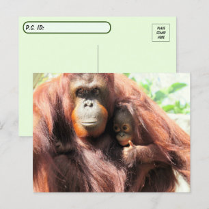 Cartão Postal Pôr os polegares para cima de Orangutan Mãe e Bebê