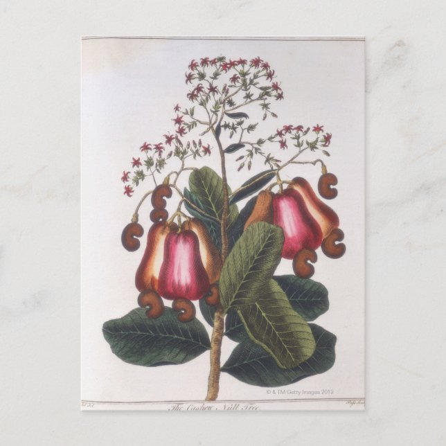 Cartão Postal Porca de caju (Frente)