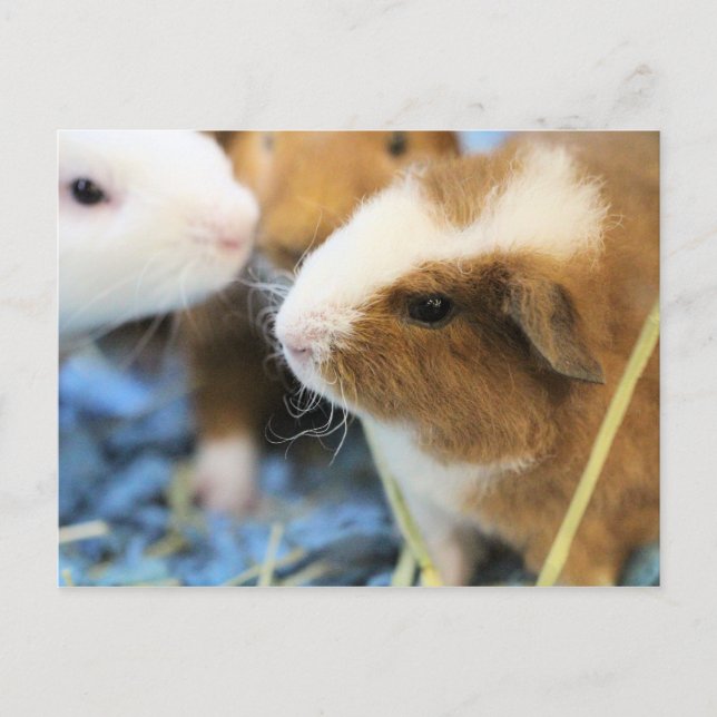 Cartão Postal Porco (Frente)