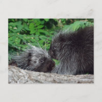Porco-espinho - Mãe e Bebê