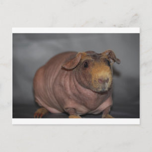 Cartão Postal Porco magro