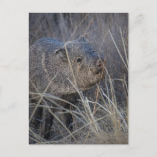 Cartão Postal porco selvagem