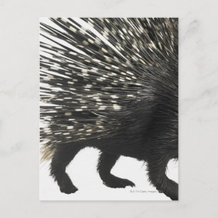 Cartão Postal Porcupine
