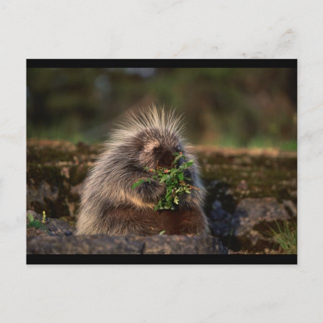 Cartão Postal Porcupine Adorável (Frente)