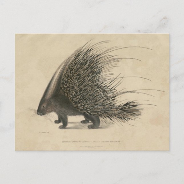 Cartão Postal Porcupine Pinto Indiano (Frente)