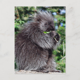 Cartão Postal Porcupine Snacking