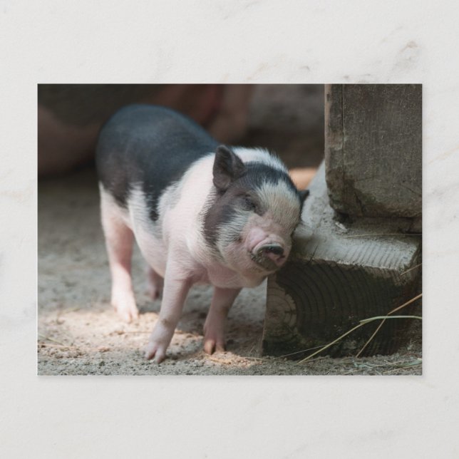 Cartão Postal Porquinho do lugar certo (Frente)