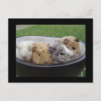 Cartão Postal porquinhos