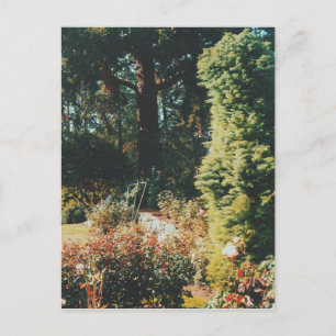 Cartão Postal Portland Rosa Garden