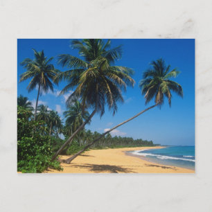 Cartão Postal Porto Rico, Isla Verde, palmeiras.