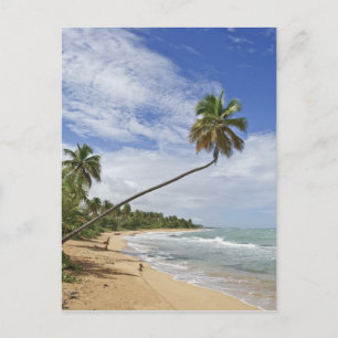 Cartão Postal Porto Rico. Tres Palmitas Beach Porto Rico