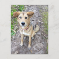 Portuguese Akita and German Shepherd mix female