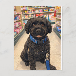 Cartão Postal Portuguese Water Dogs Anime Anemi Postcard