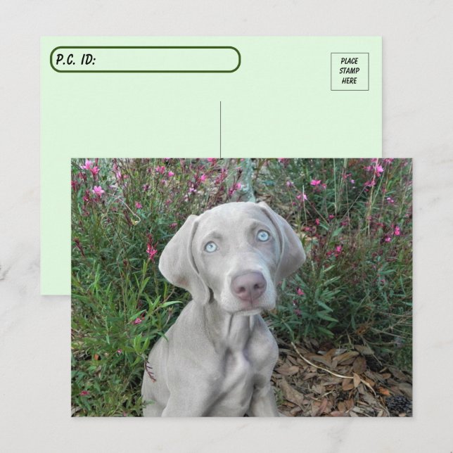 Cartão Postal Pós-cruzamento do Partido do Jardim do Brooklyn -  (Frente/Verso)