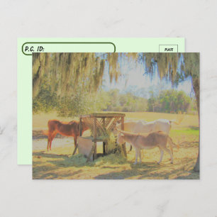 Cartão Postal Pós-travessia =A estação de alimentação 2 cavalos