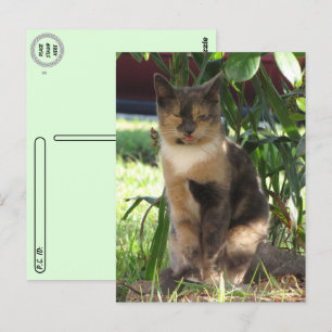 Cartão Postal Pós-travessia - Callie Muffin Bobo Stray Cat