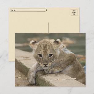 Cartão Postal Pós-travessia - Cartão-postal de leão africano