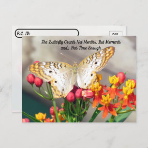 Cartão Postal Pós-travessia - Citação da Borboleta Branca de Pea