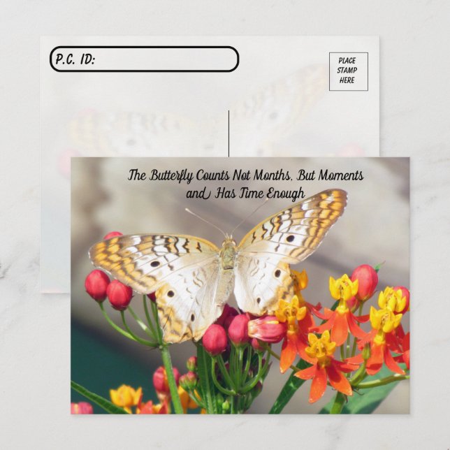 Cartão Postal Pós-travessia - Citação da Borboleta Branca de Pea (Frente/Verso)