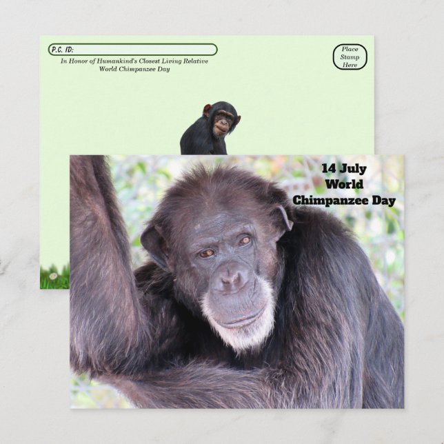 Cartão Postal Pós-travessia do Dia Mundial do Chimpanzé - 14 de  (Frente/Verso)