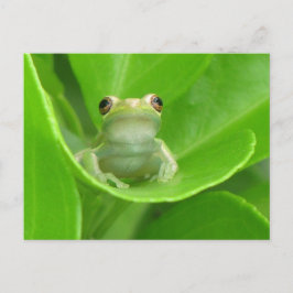 Cartão Postal Pós-travessia do Sapo de árvore no sangue de folha