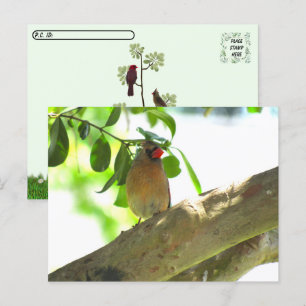 Cartão Postal Pós-travessia - Pássaro Cardinal feminino
