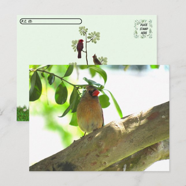 Cartão Postal Pós-travessia - Pássaro Cardinal feminino (Frente/Verso)