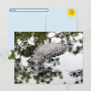 Cartão Postal Pós-travessia - Reflexões do Gator no Pântano