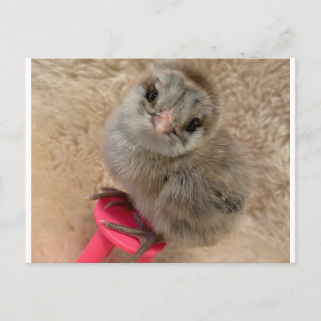 Cartão Postal Pose como um frango (Frente)