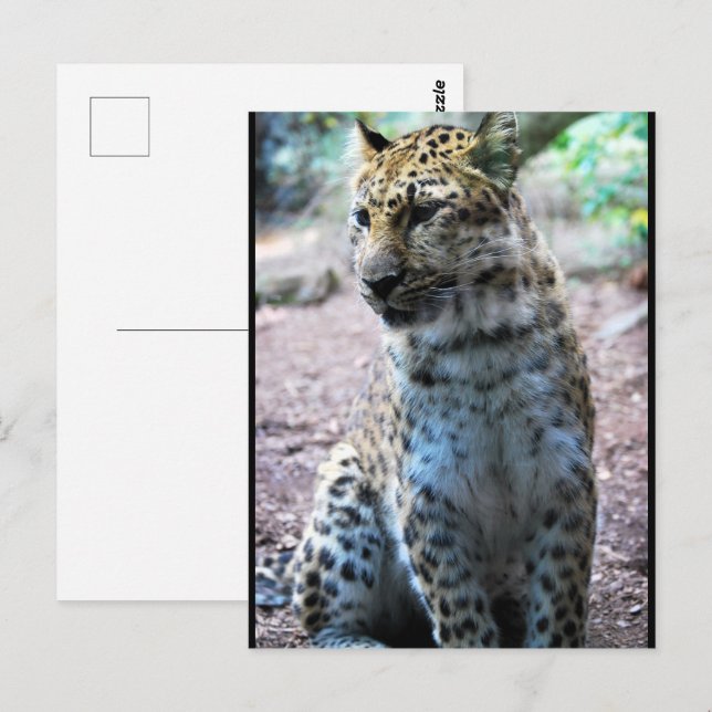 Cartão Postal Pose de leopardo (Frente/Verso)