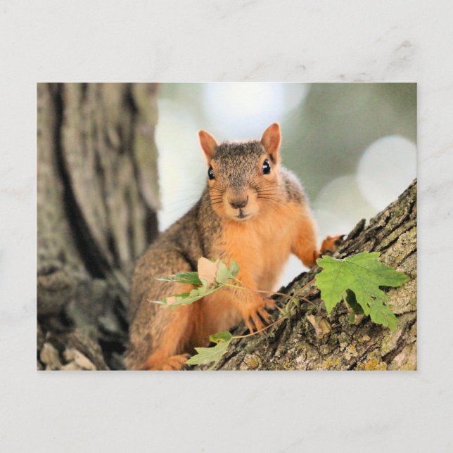 Cartão Postal Pose perfeita (Frente)