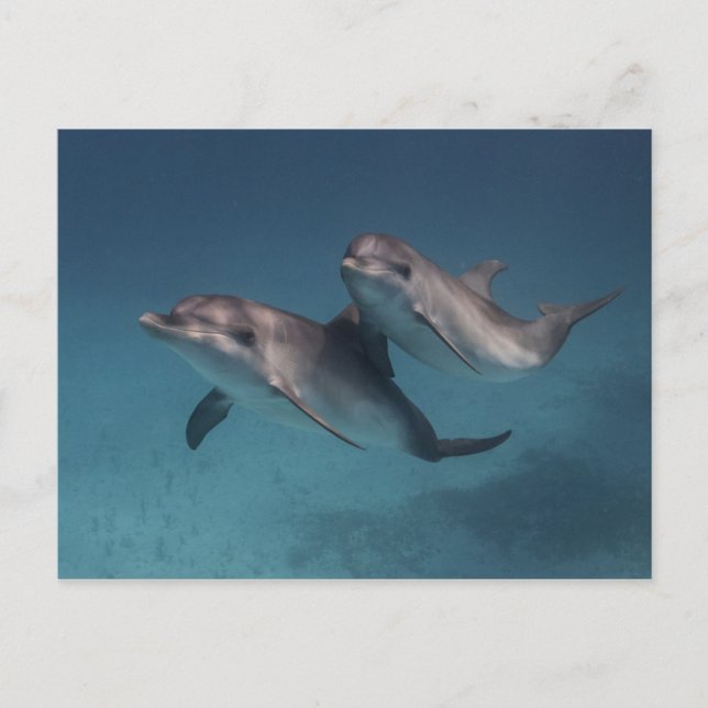 Cartão Postal Pose Reprodutiva (Frente)