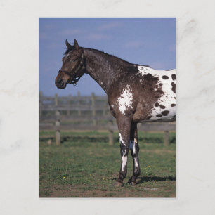 Cartão Postal Posição do cavalo do Appaloosa