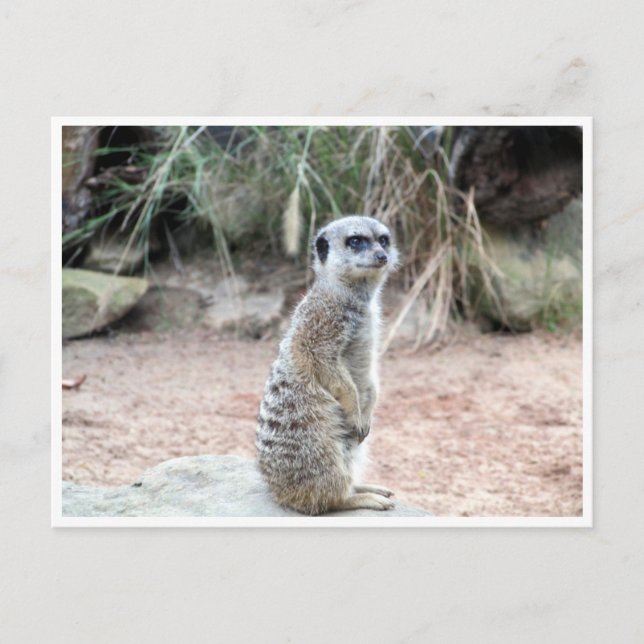 Cartão Postal posição meerkat (Frente)