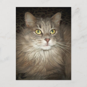 Cartão Postal Posicionamento